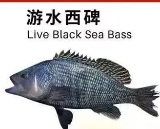 游水西鲱