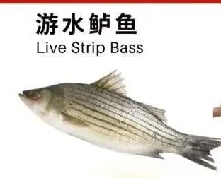 游水鲈鱼