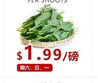 豆苗
