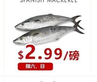 马鲛鱼