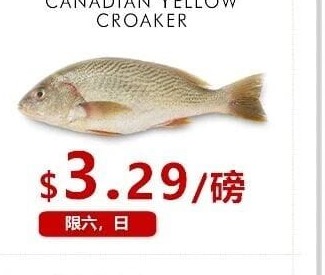 加拿大黄花鱼
