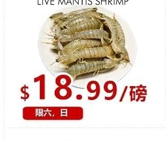 游水虾蛄