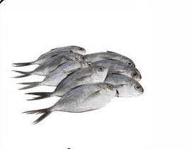 鲜鲳鱼仔 BABY POMFRET