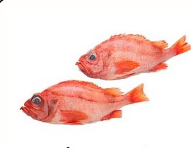 鲜大眼红鱼 RED BIGEYE FISH