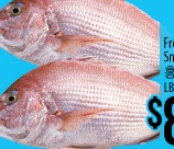 Frozen Snapper