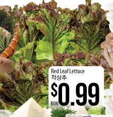 Red Leaf Lettuce