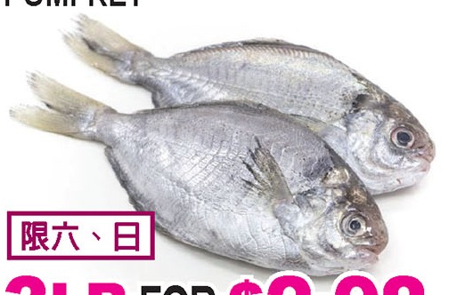 鲳鱼 Pomfret