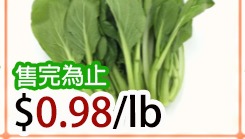 百利油菜 YU CHOY