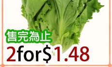 唐生菜 CHINESE LETTUCE