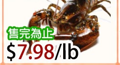 生猛龙虾 LIVE LOBSTER