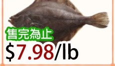 游水左口鱼 LIVE FLOUNDER FISH