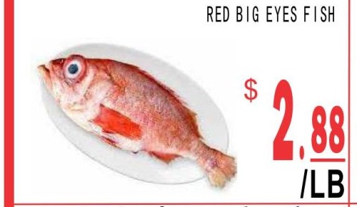 大眼紅魚 Red Big Eyes Fish