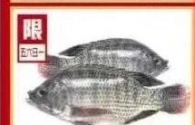 鮮活鯽魚 LIVE TILAPIA