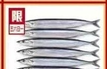 冰凍秋刀魚 FROZEN PACIFIC SAURY