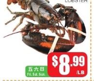 生猛龍蝦 Lobster