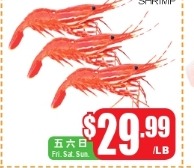 游水珊瑚蝦 Shrimp