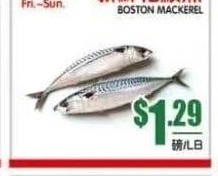 新鮮花鮫魚 BOSTON MACKEREL