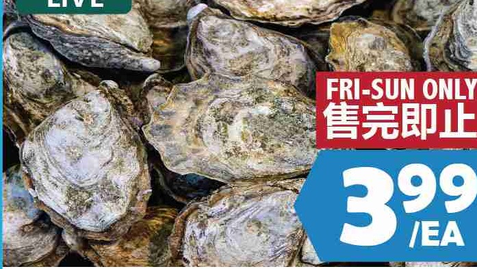 LARGE OYSTER 特大生蠔 LIVE