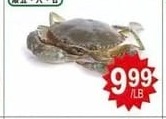 LIVE CRAB 生猛奄仔蟹