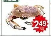 LIVE STONE CRAB 生猛石頭蟹