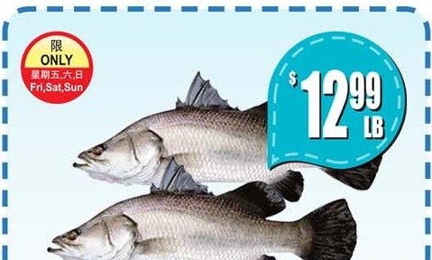 游水西蟧 LIVE BARRAMUNDI
