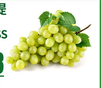 無籽青提 GREEN SEEDLESS GRAPE