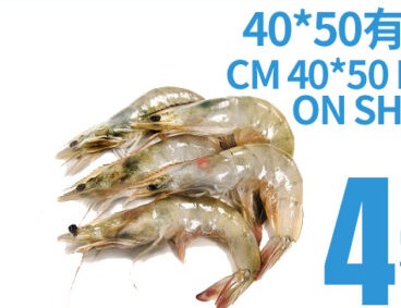 40*50有頭蝦 CM 40*50 HEAD ON SHRIMP