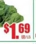 白蘿蔔 WHITE DAIKON