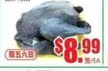 烏雞 SILKY FOWL