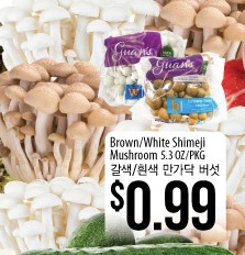 Brown/White Shimeji Mushroom