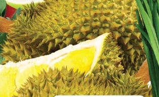 榴莲