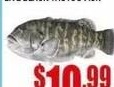游水黑斑魚