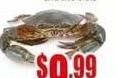 生猛大陆膏蟹 LIVE MUD CRAB