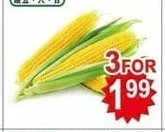 FRESH CORN 玉米