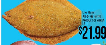 Live Fluke (Flounder)