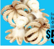 Frozen Baby Octopus