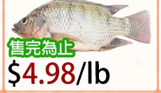 游水侧鱼 Live Tilapia Fish