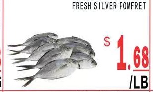 FRESH SILVER POMFRET 新鮮小鯧魚