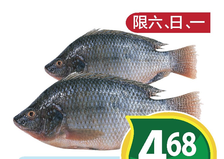 游水侧鱼