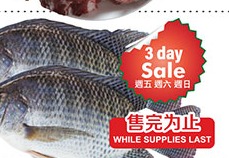 游水鲷鱼