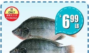 游水鯛魚 LIVE TILAPIA