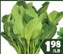 油菜苗