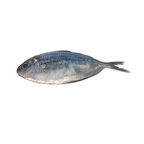 FRESH SILVER POMFRET 新鮮小鯧魚
