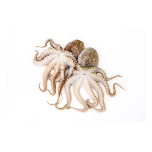 八爪鱼 Baby Octopus 2LB