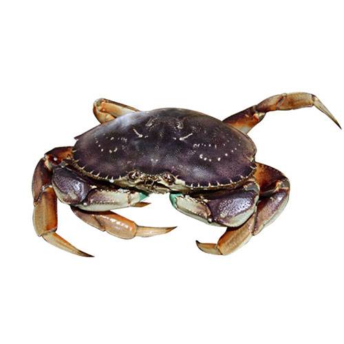 温哥华大蟹