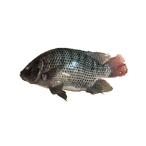游水侧鱼