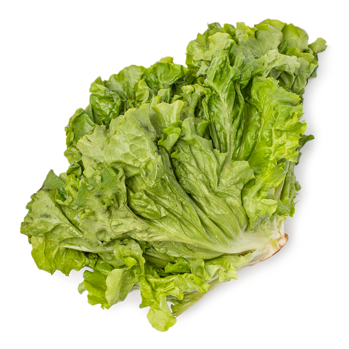 Green/Red Leaf Lettuce